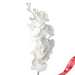 Маленькое фото 1: Орхидея заснеженная, 86 см, белый