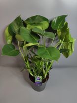 Фото флориста 1: Монстера Делициоза 80см
