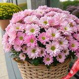 Маленькое фото 1: Букет из 45 хризантем кустовых розовых в корзине, Ромашка, Голландия