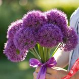 Маленькое фото 1: Букет из 7 аллиумов, с лентой