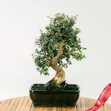 Маленькое фото 1: Бонсай Олива европейская 7-летняя