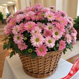 Маленькое фото 1: Букет из 55 хризантем кустовых розовых в корзине, Ромашка, Голландия
