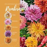 Маленькое фото 4: Георгин Рембрандт Микс (Rembrandt Mix)