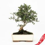 Маленькое фото 2: Бонсай Олива европейская 10-летняя