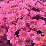 Маленькое фото 3: Букет из 25 розовых кустовых хризантем