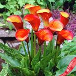 Маленькое фото 1: Калла Флэйм (Flame)
