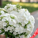 Маленькое фото 3: Букет из 35 белых флоксов с белой лентой