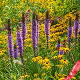 Маленькое фото 4: Лиатрис колосковый Блэйзинг Стар синий (Blazing Star Blue, луковичные растения для сада)