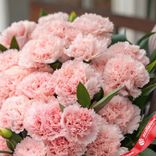Маленькое фото 3: Весенний акцент: 50 нежно-розовых гвоздик с зеленью