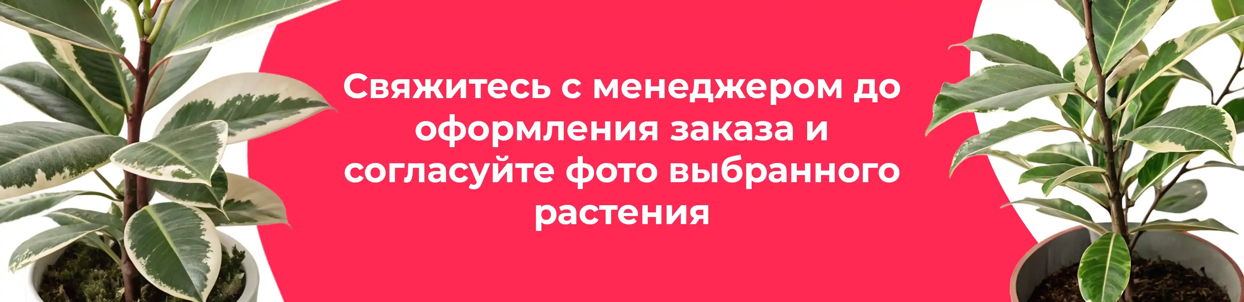 Баннер для рубрики: Фикусы комнатные