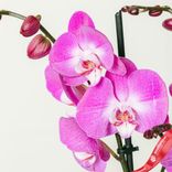 Маленькое фото 4: Орхидея темно-розовая