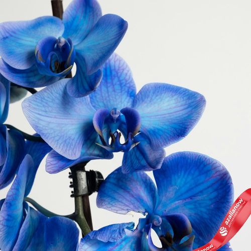 Фото 5: Орхидея голубая