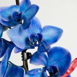 Маленькое фото 5: Орхидея голубая