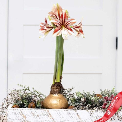 Амариллис Голд Вакс и Мультиколор Блумс (Gold Wax with Multicolored Blooms)