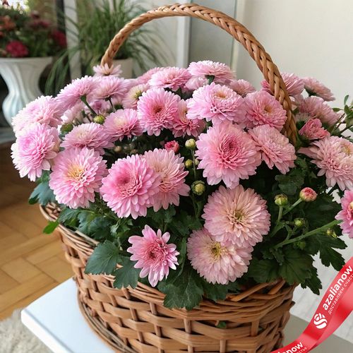 Букет из 35 хризантем кустовых розовых в корзине, Голландия