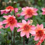 Маленькое фото 1: Георгин Анемон Флауэр Тотэли Танжерин (AnemoneFlowered Totally Tangerine)