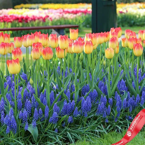Фото 2: Виноградный гиацинт Мускари Арменикум (Muscari Armeniacum)