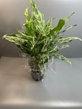 Фото флориста 1: Аглаонема Сильвер Бей