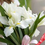 Маленькое фото 3: Букет из 7 белых ирисов с розовой лентой