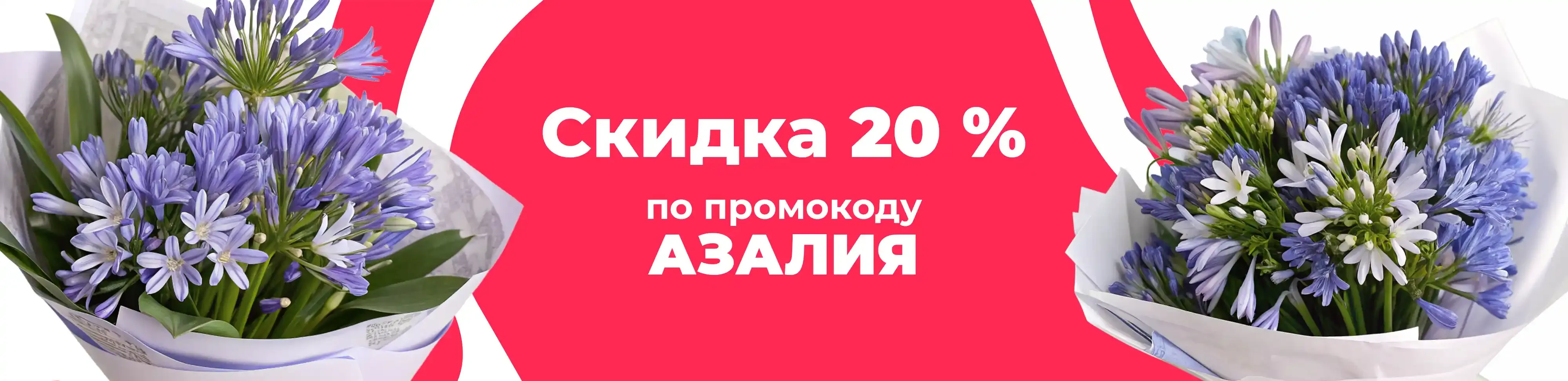 Баннер для рубрики: Агапантусы