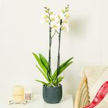 Маленькое фото 2: Орхидея белая