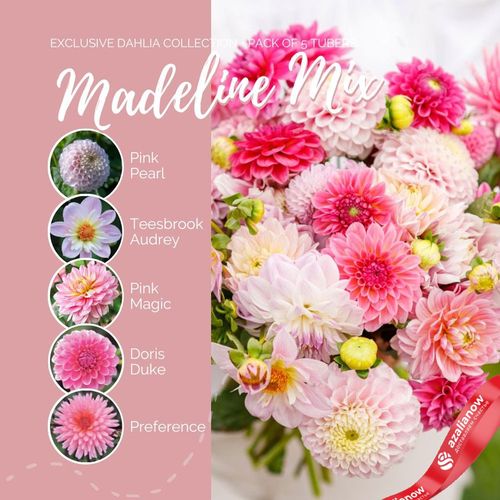 Фото 3: Георгин Мэделин Микс (Madeline Mix)