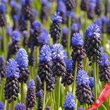 Маленькое фото 2: Виноградный гиацинт Мускари (Muscari Latifolium)