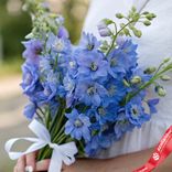 Маленькое фото 1: Букет из 9 голубых дельфиниумов с белой лентой