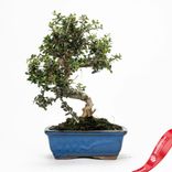 Маленькое фото 2: Бонсай Олива европейская (Маслина) 7-летняя