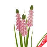 Маленькое фото 5: Мускари на вставке, 30см, светло-розовый