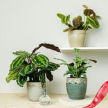 Маленькое фото 1: Набор из 3 растений «Pet Friendly»