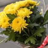 Маленькое фото 2: Букет из 9 кустовых желтых хризантем в пленке, Голландия