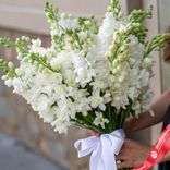Маленькое фото 2: Букет из 25 белых дельфиниумов с белой лентой