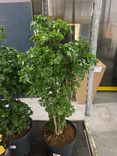 Фото флориста 1: Полисциас Робле (Аралия), дерево