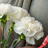 Маленькое фото 3: Букет из 3 белых гвоздик с лентой сорта Диантус, Голландия