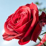 Маленькое фото 3: Роза красная, Россия, 70см