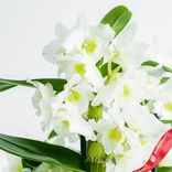 Маленькое фото 3: Бамбуковая орхидея белая