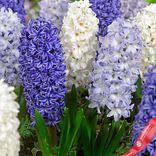 Маленькое фото 3: Гиацинт Блю Микс (Blue Mix)