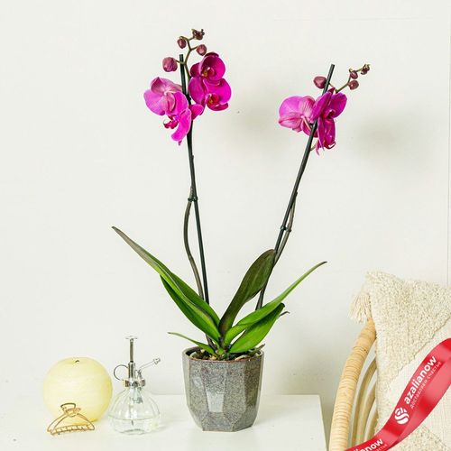 Фото 2: Орхидея фиолетовая
