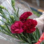 Маленькое фото 1: Букет из 3 малиновых гвоздик с зеленью в пленке, Диантус, Голландия