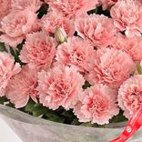 Маленькое фото 5: Букет из 55 розовых гвоздик в пленке