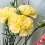 Маленькое фото 3: Букет из 3 кустовых желтых гвоздик сорта Диантус с лентой, Голландия