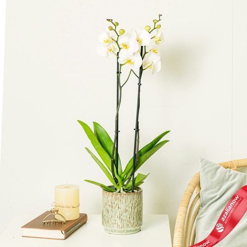 Фото 3: Орхидея белая