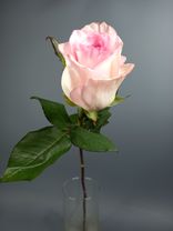 Фото флориста 6: Роза розовая, Россия, 60см