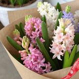 Маленькое фото 2: Букет из 9 гиацинтов в крафте