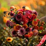 Маленькое фото 1: Георгин Олд Роуз Микс (Old Rose Mix)