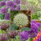 Маленькое фото 1: Аллиум Лонг Лэстинг Микс (Long Lasting Mix)