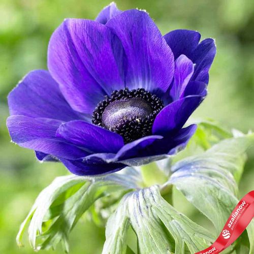 Фото 3: Анемон Де-Кан Блю (De Caen Blue)