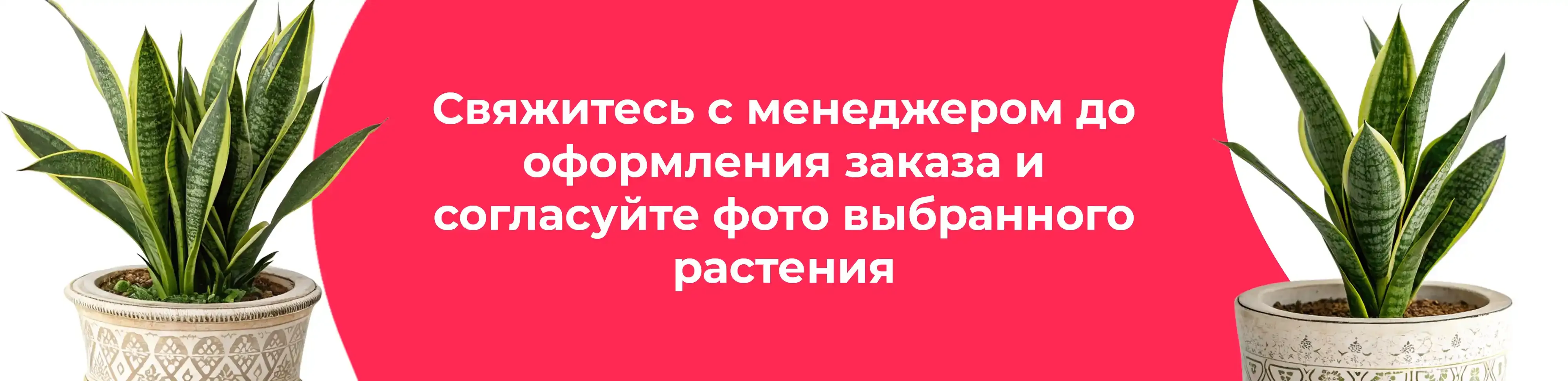 Баннер для рубрики: Сансевиерии