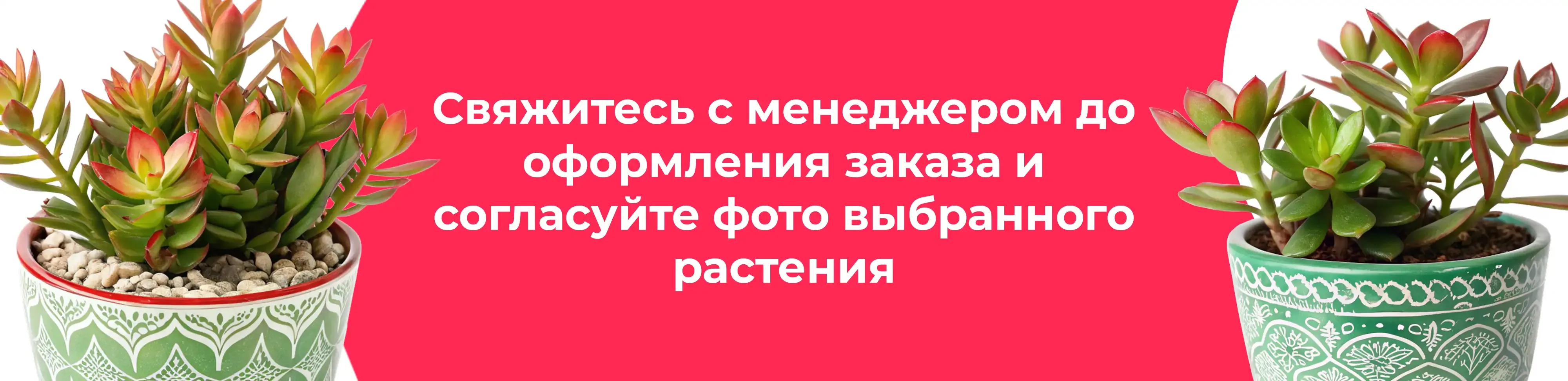 Баннер для рубрики: Крассулы микс